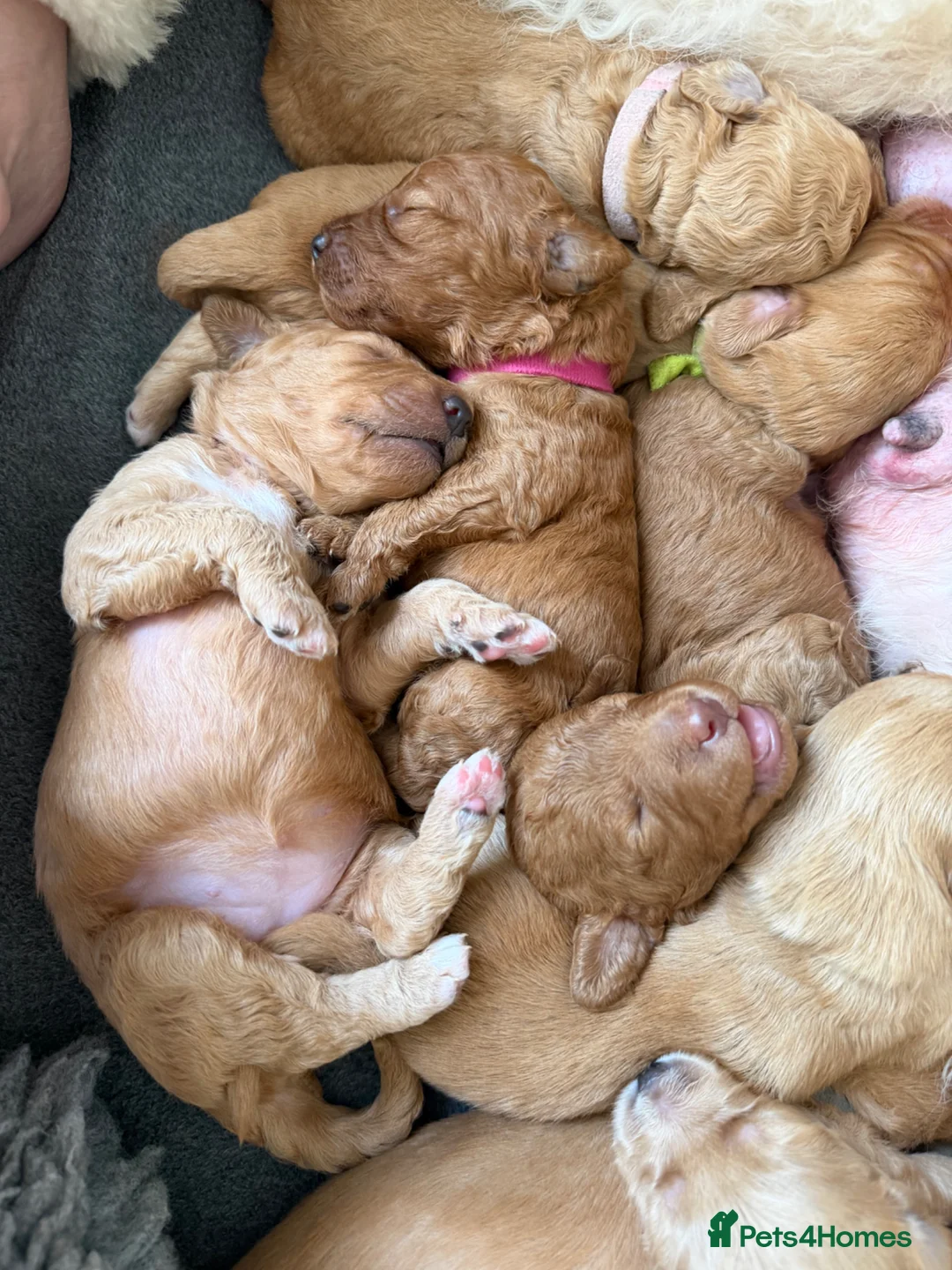 Mixed Breed dogs for sale: Australian Labradoodle puppies born 27th March  - Advert 2