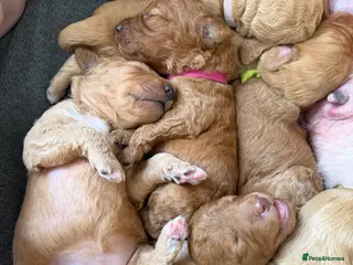 Mixed Breed dogs Australian Labradoodle puppies born 27th March - Advert 3