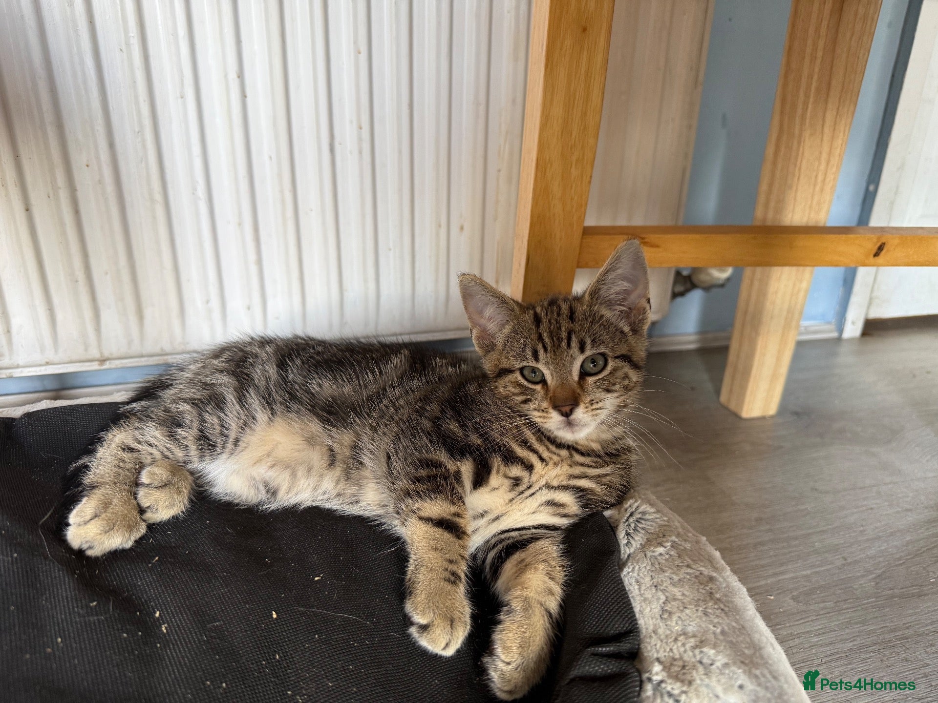 Mixed Breed cats male kittens taby and black  - Advert 15