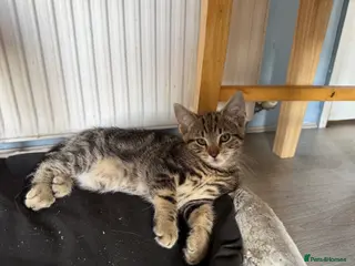 Mixed Breed cats male kittens taby and black - Advert 15