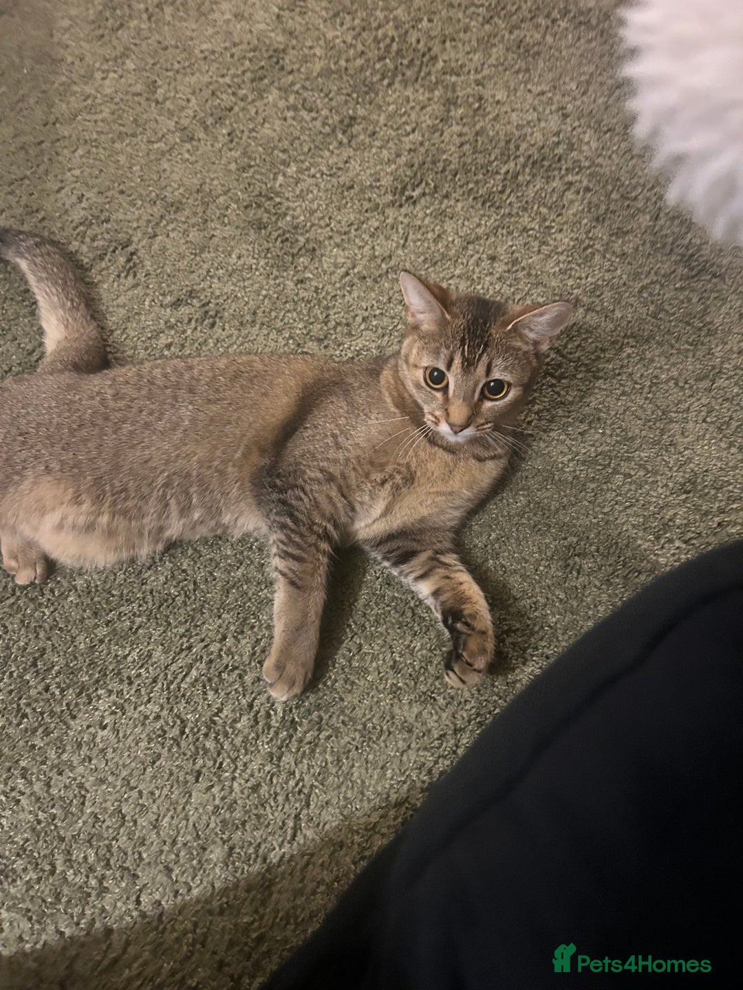 Mixed Breed cats for sale: Bambi - Image 2