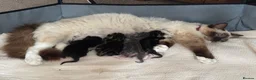 Ragdoll cats for sale: Half Ragdoll Kittens  - Advert 7
