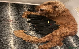 Cockapoo dogs for sale: Amazing F1b Cockapoos  - Image 2