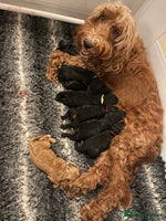 Cockapoo dogs Amazing F1b Cockapoos - Advert 8