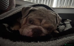 English Bulldog dogs for sale: Female English Bulldog - Image 7