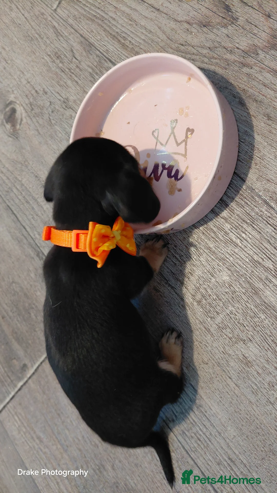 Miniature Dachshund dogs for sale: Sweetest Longhaired/One S.Haired Mini's 🤎🐾 - Advert 14