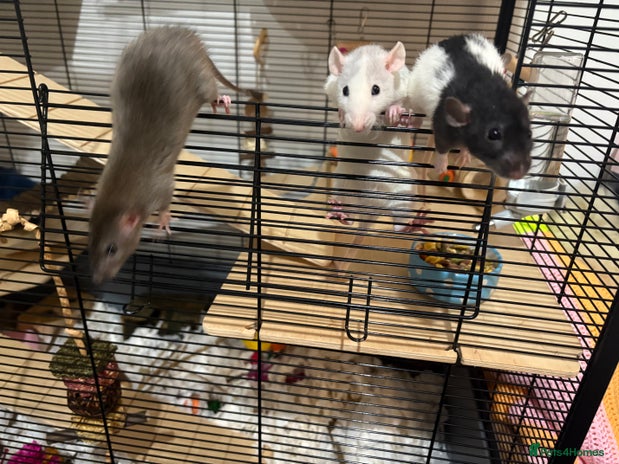 Rat rodents - Advert 1