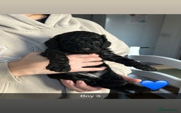 Cockapoo dogs for sale: 🖤BEAUTIFUL COCKAPOO FOR SALE🖤 - Advert 29