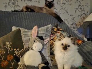 Ragdoll cats - Advert 31