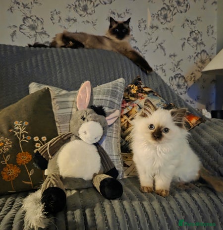 Ragdoll cats - Advert 8