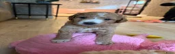 Labradoodle dogs for sale: Beautiful F1B Labradoodle Puppies  - Advert 7