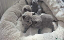 Russian Blue cats for sale: Pure Russian blue 💙  - Image 1