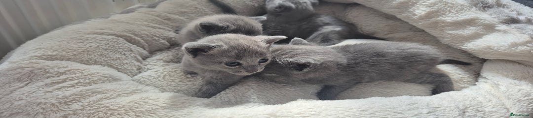 Russian Blue Kitten 3 girls and 1 boy