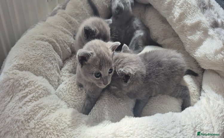 Russian Blue cats - Advert 2