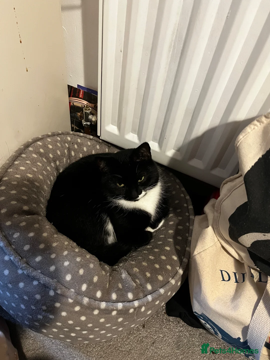 British Shorthair cats for sale: 4 YO Female Cat Looking for a Loving New Home in Sheffield - Advert 2