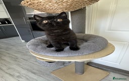 British Shorthair cats for sale: Gccf pedigree black little boy  - Image 7