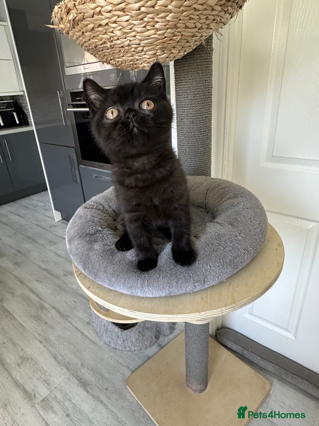 British Shorthair cats for sale: Gccf pedigree black little boy  - Image 7
