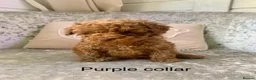 Toy Poodle dogs for sale: 🐩Outstanding Toy Poodle Puppies – Ready to view🐩 - Advert 38