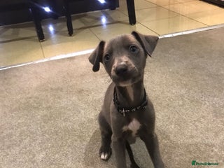 Whippet dogs - Advert 21