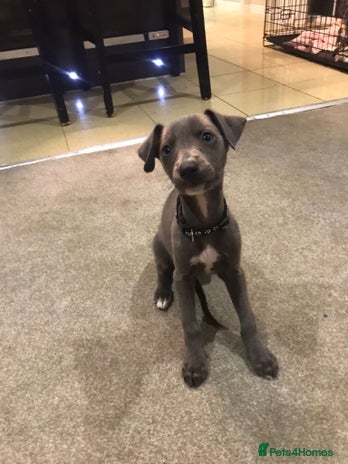 Whippet dogs - Advert 2