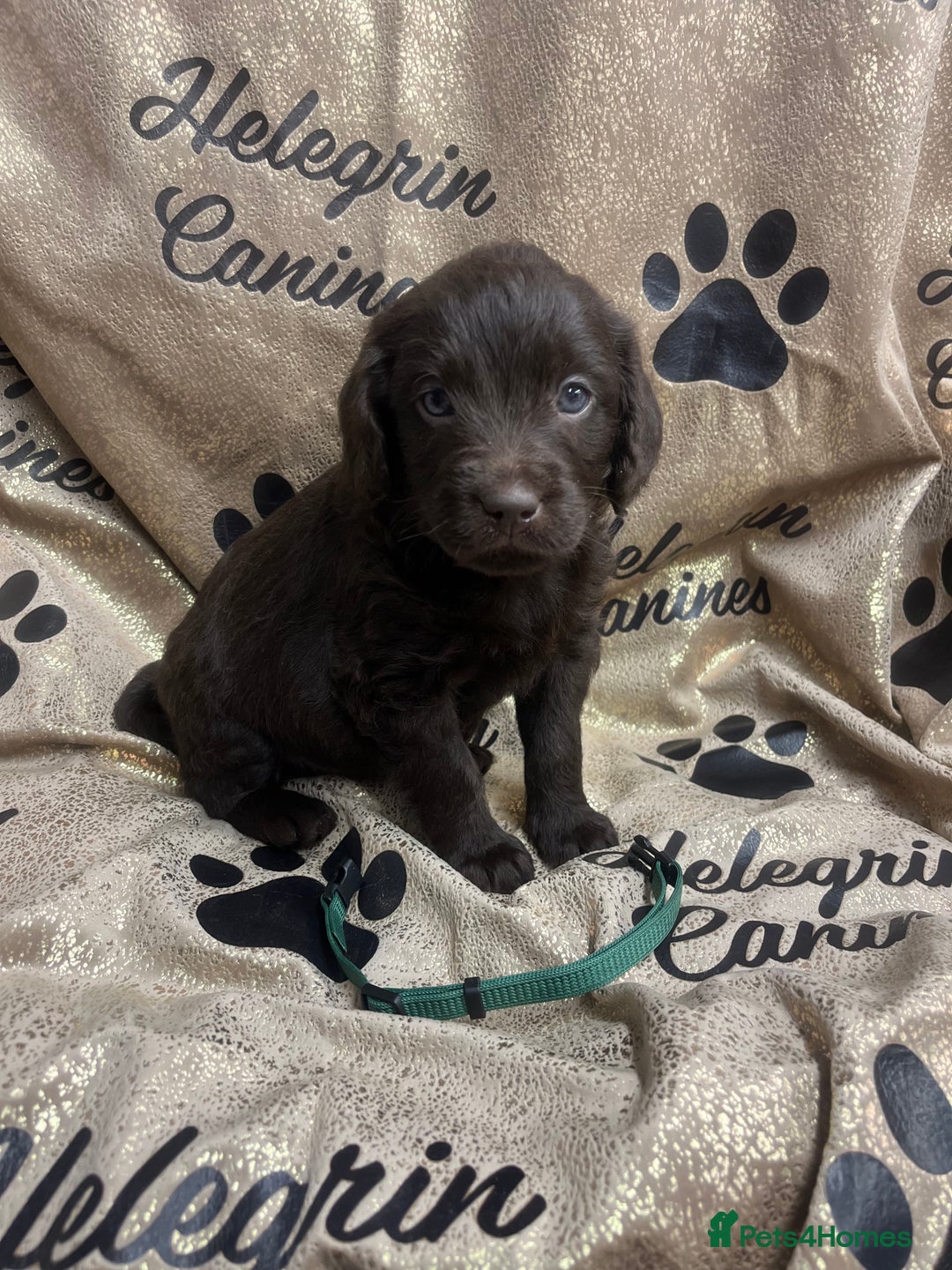 Labradoodle dogs for sale: 5 ⭐️ licensed Home breeder - Advert 10