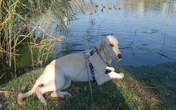 Labrador Retriever dogs for adoption: Blondie - Image 3