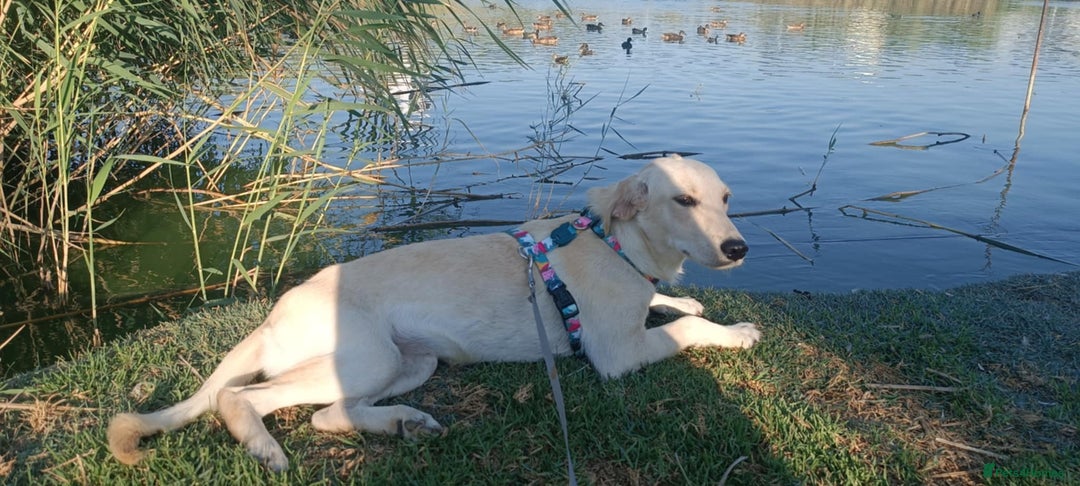 Labrador Retriever dogs for adoption: Blondie - Image 3