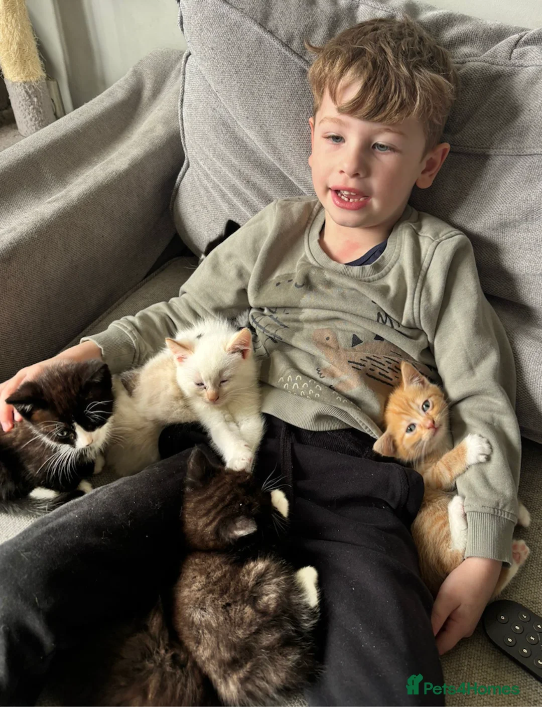 Ragdoll cats for sale: Ragdoll x Domestic Tortoiseshell Shorthair Kittens - Advert 31
