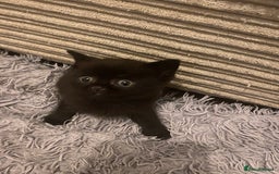 British Shorthair cats for sale: Cross half BRITISH shorthair kittens  - Advert 4