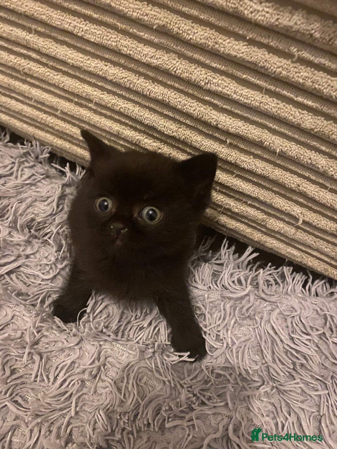 British Shorthair cats for sale: Cross half BRITISH shorthair kittens  - Advert 4