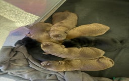 Mixed Breed dogs for sale: Shar Pei cross breed X Labrador Puppies  - Advert 1