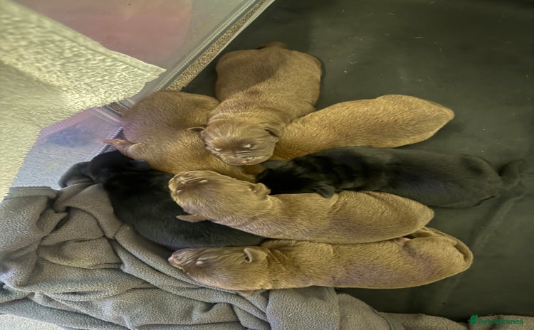 Mixed Breed dogs Shar Pei cross breed X Labrador Puppies  - Advert 1