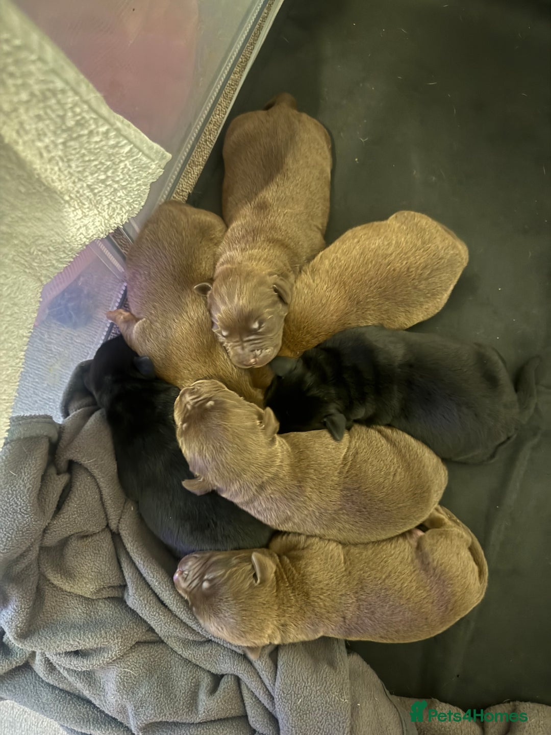 Mixed Breed dogs for sale: Shar Pei cross breed X Labrador Puppies  - Advert 1