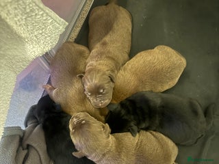Mixed Breed dogs for sale: Shar Pei cross breed X Labrador Puppies - Advert 1