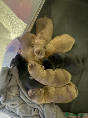 Mixed Breed dogs Shar Pei cross breed X Labrador Puppies - Advert 2