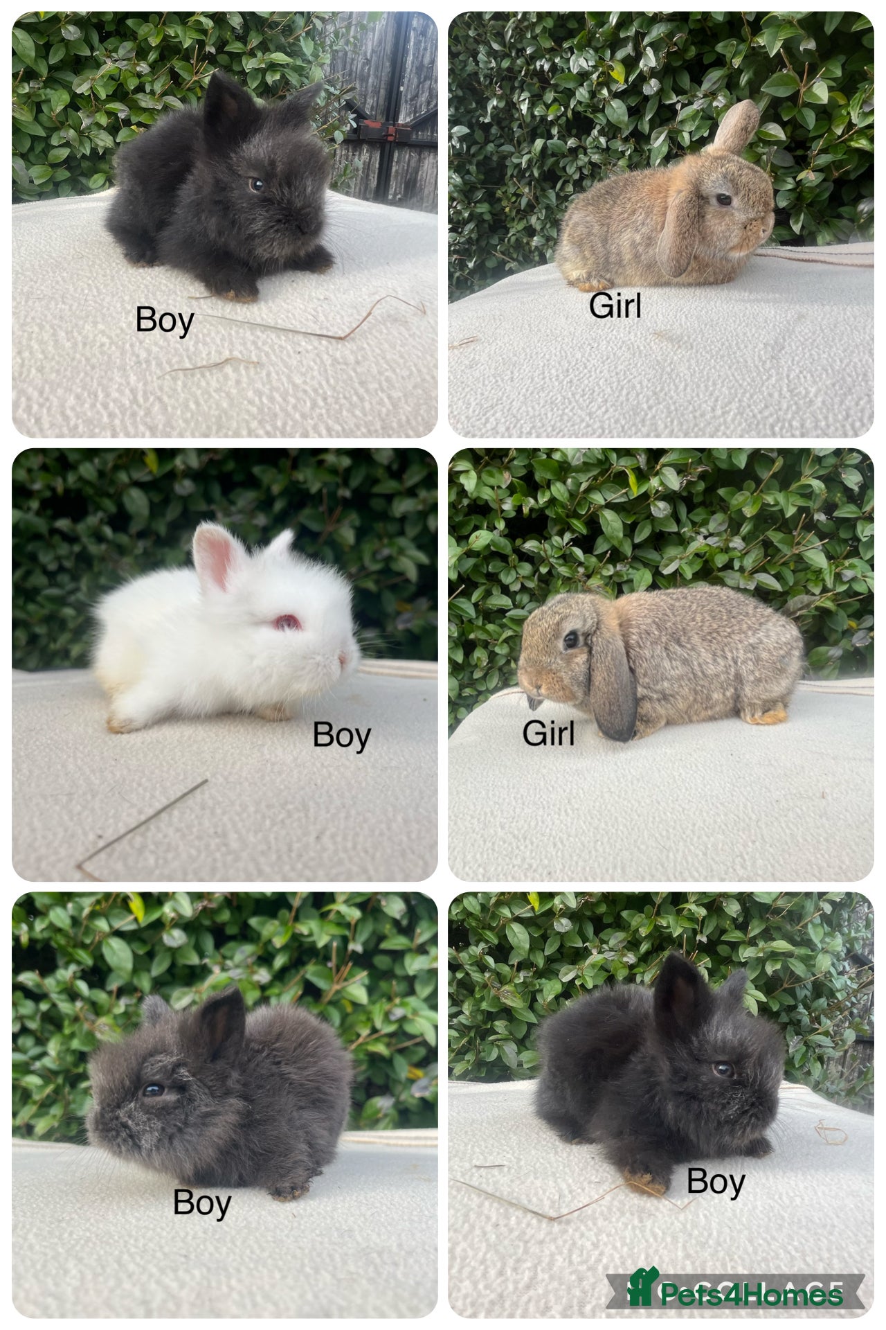 Mini Lop rabbits Mini Lops and mini double manned lionhead  - Advert 14