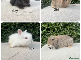 Mini Lop rabbits Mini Lops and mini double manned lionhead - Advert 14