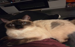 Siamese cats for sale: Beautiful girl siamese-9 months old - Image 1