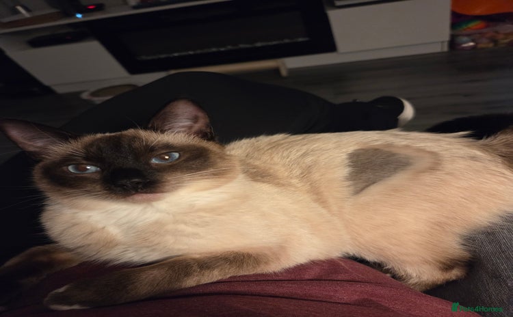 Siamese cats - Advert 1