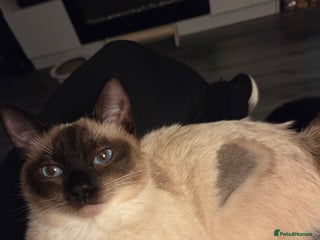 Siamese cats - Advert 5