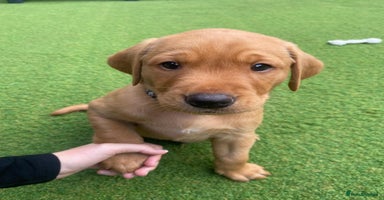 Labrador Retriever dogs - Advert 16