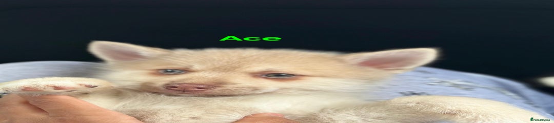 Ace
