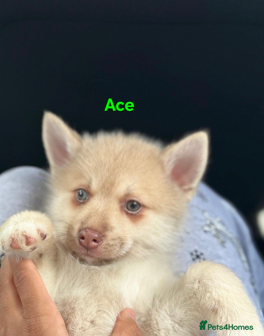 Pomsky dogs for sale: Ready now -Stunning F4 Pomskies, 6kg as adults  - Image 12