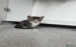 Mixed Breed cats for sale: 8 Gorgeous kittens looking for their forever homes - Image 4