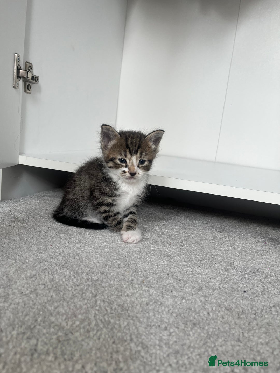 Mixed Breed cats for sale: 8 Gorgeous kittens looking for their forever homes - Image 4