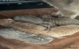 British Shorthair cats for sale: Bsh Cute Teddy Bears  - Advert 5