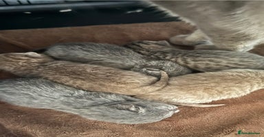 British Shorthair cats Bsh Cute Teddy Bears  - Advert 16