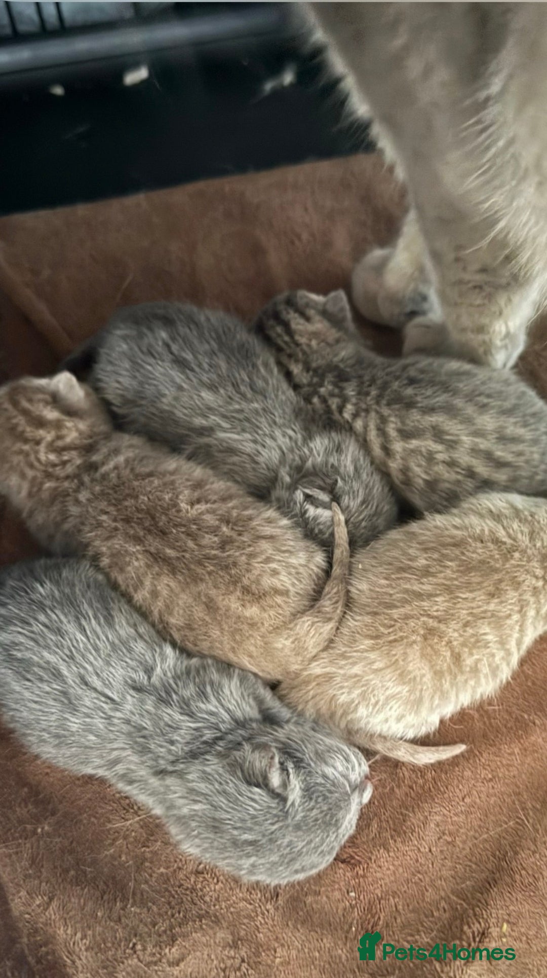 British Shorthair cats for sale: Bsh Cute Teddy Bears  - Advert 5