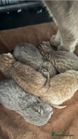 British Shorthair cats Bsh Cute Teddy Bears - Advert 1