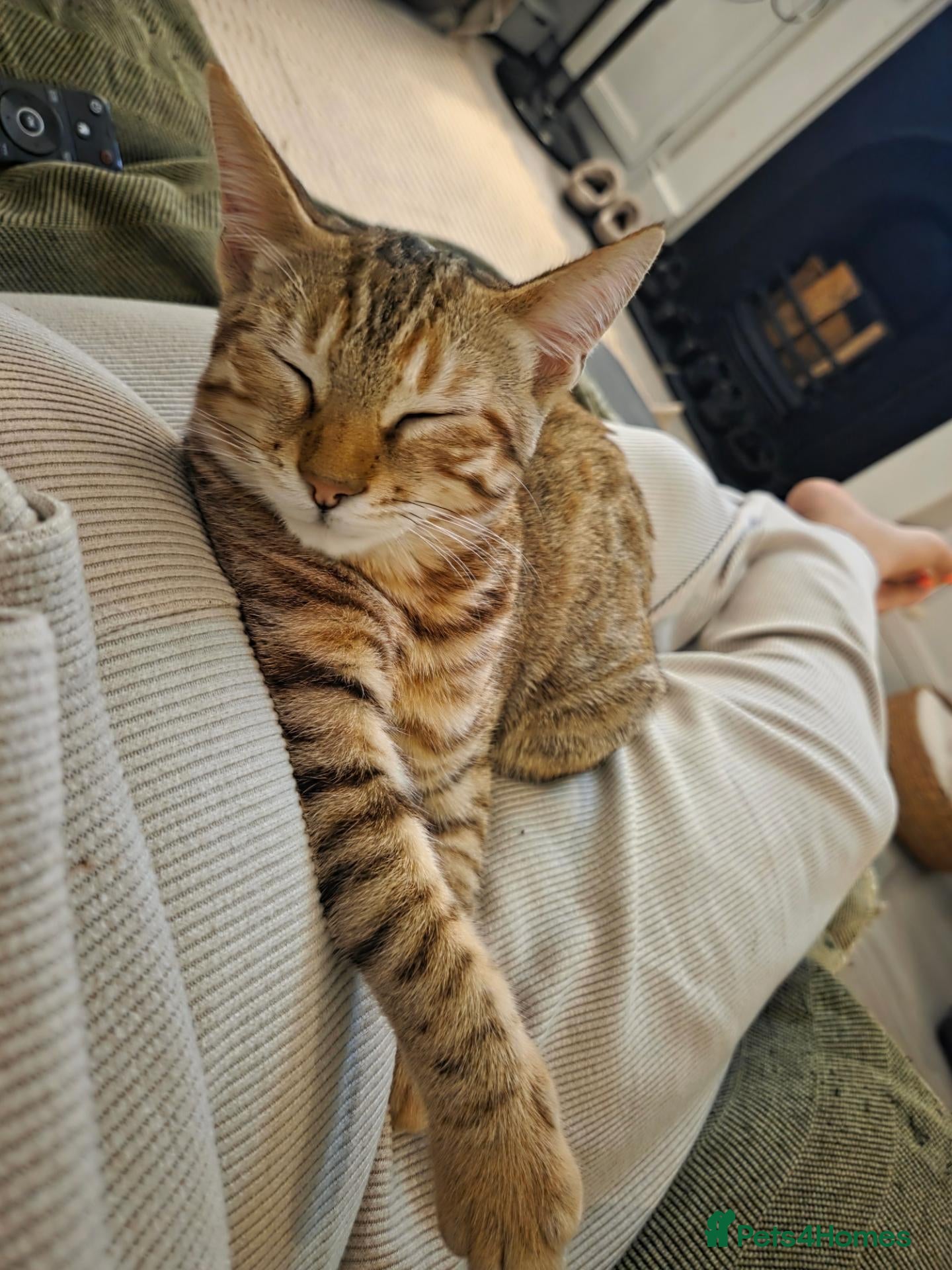Mixed Breed cats for sale: 1 Beautiful Girl Kitten - Advert 7